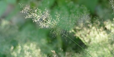 Summer Health: Hay Fever